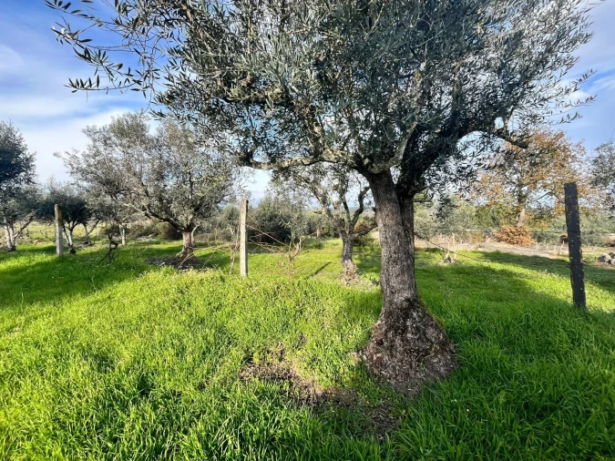 Quinta T0 para Venda em Seixo da Beira Foto 6