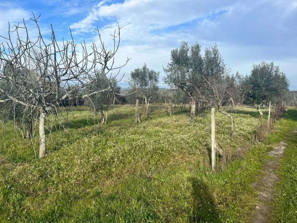 Quinta T0 para Venda em Seixo da Beira Foto 7