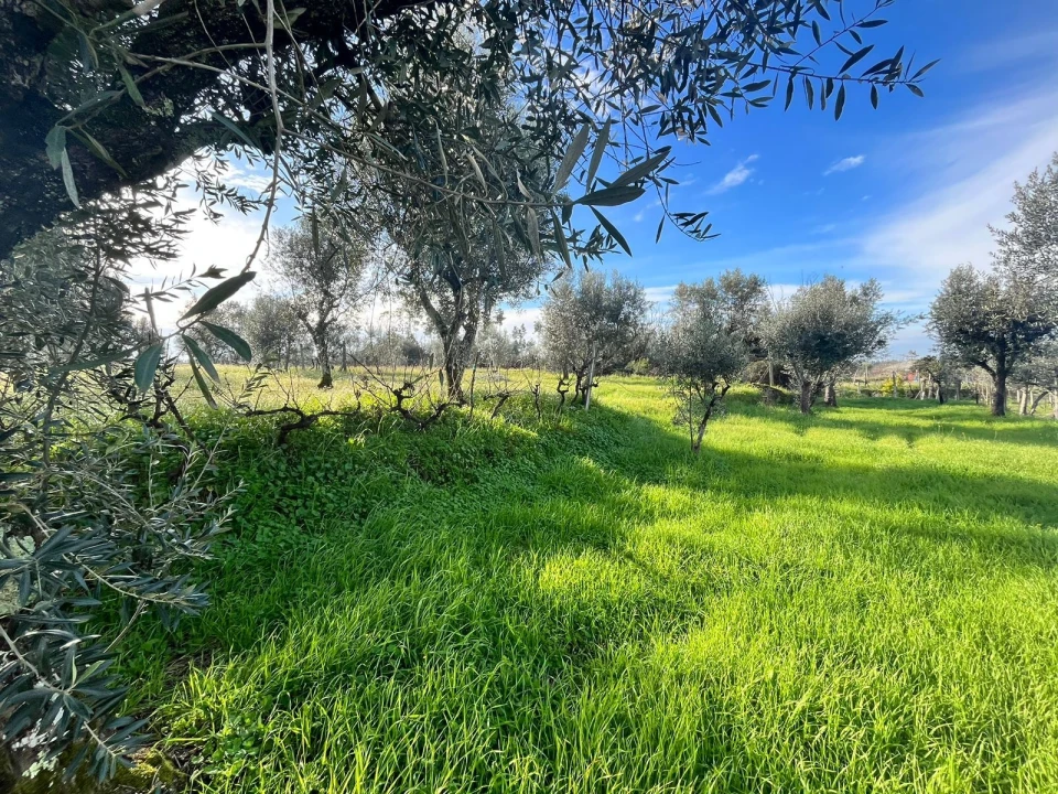 Quinta T0 para Venda em Seixo da Beira Foto 5