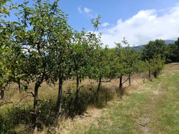 Quinta T0 para Venda em Santa Marinha e São Martinho
