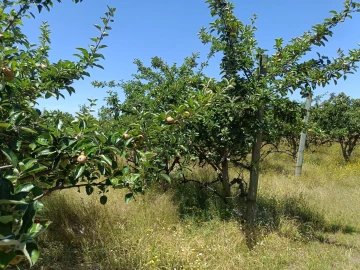 Quinta T0 para Venda em Santa Marinha e São Martinho