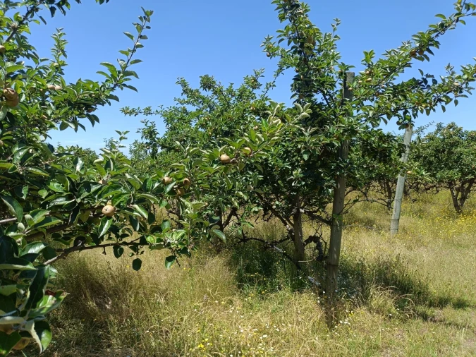 Quinta T0 para Venda em Santa Marinha e São Martinho Foto 13