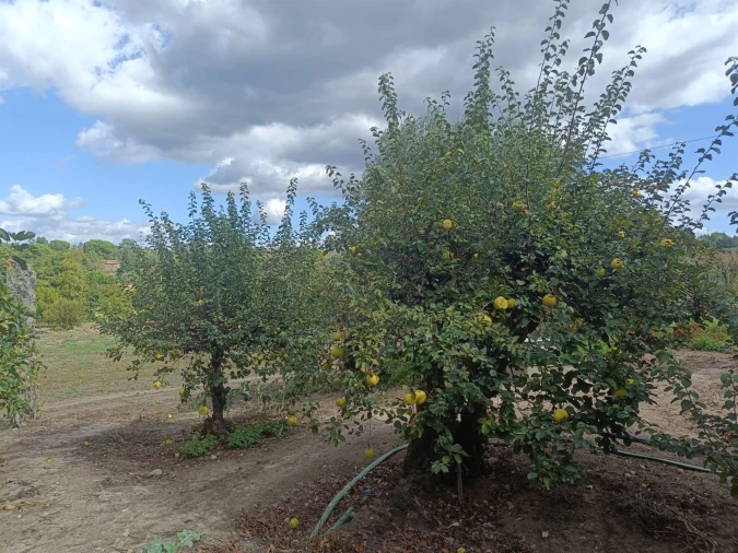 Terreno para Venda em Paranhos Foto 8