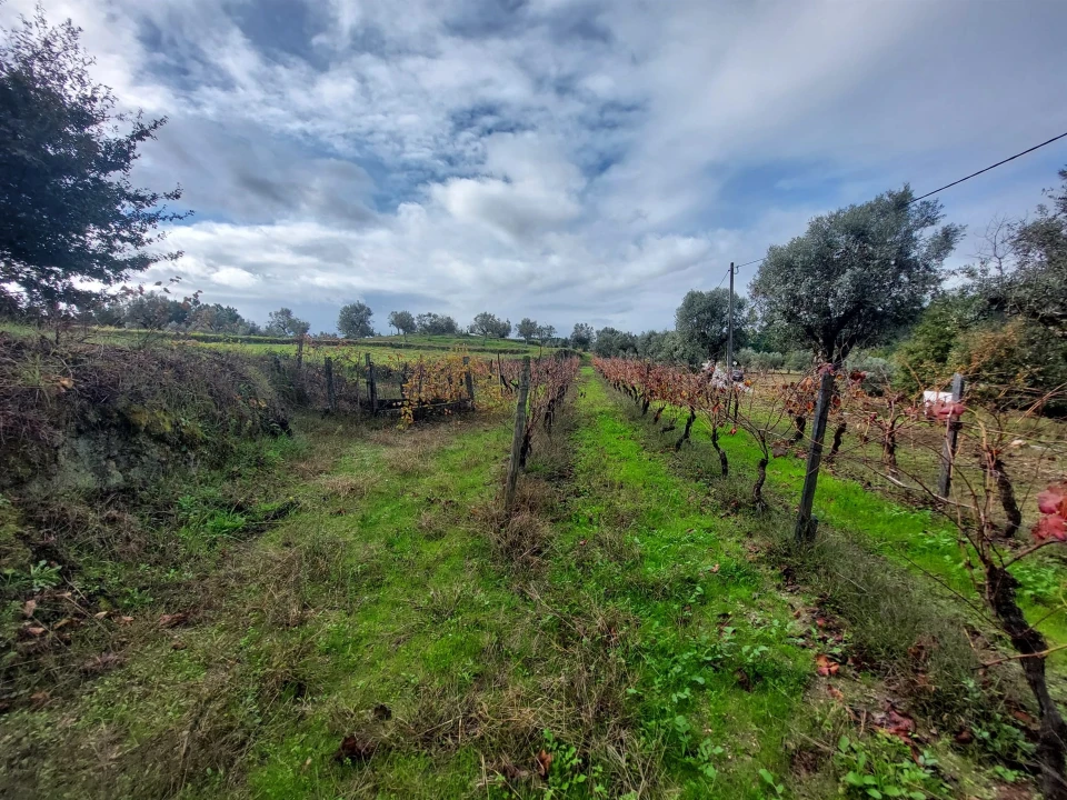 Terreno Agricola ou Rústico para Venda em Vila Nova de Tazem Foto 6
