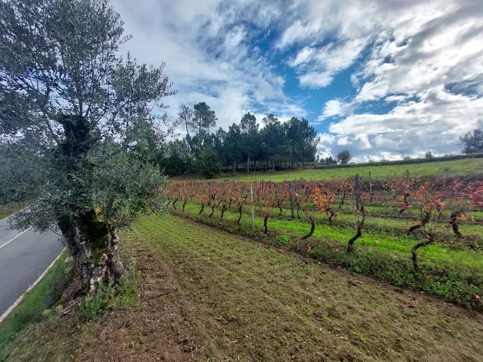 Terreno Agricola ou Rústico para Venda em Vila Nova de Tazem Foto 1