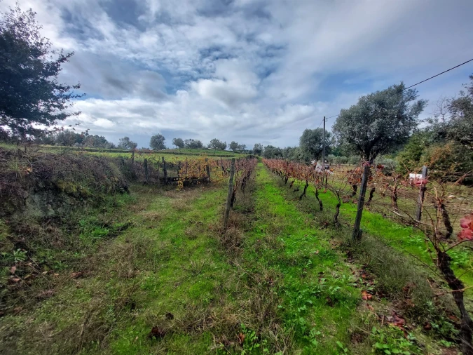 Terreno Agricola ou Rústico para Venda em Vila Nova de Tazem Foto 6