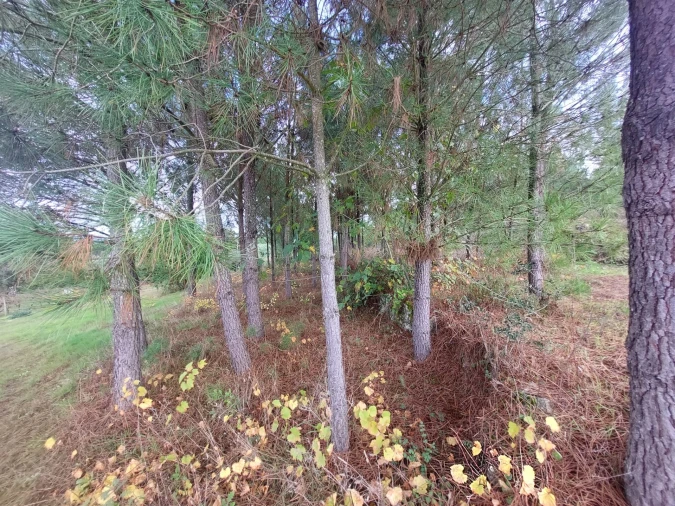Terreno Agricola ou Rústico para Venda em Vila Nova de Tazem Foto 8
