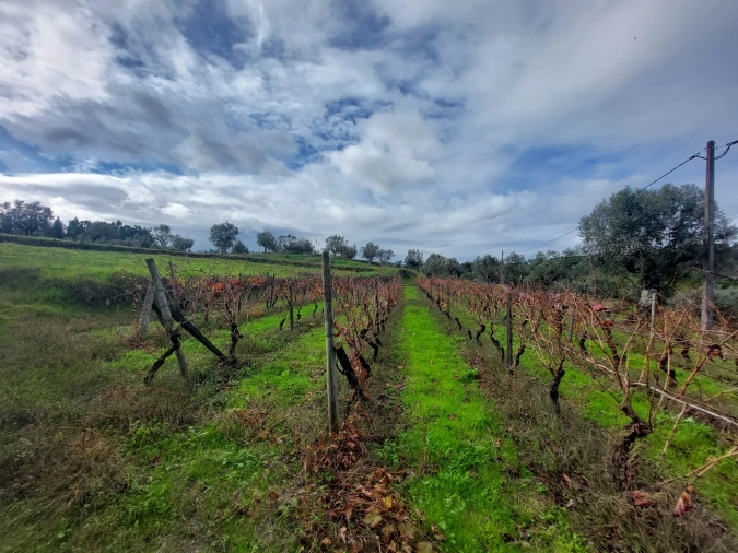 Terreno Agricola ou Rústico para Venda em Vila Nova de Tazem Foto 3