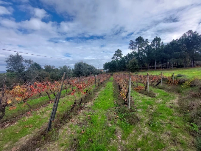 Terreno Agricola ou Rústico para Venda em Vila Nova de Tazem Foto 2