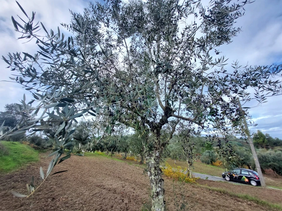 Terreno Agricola ou Rústico para Venda em Vila Nova de Tazem Foto 5