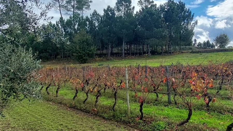 Terreno Agricola ou Rústico para Venda em Vila Nova de Tazem