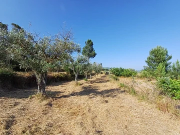 Quinta T0 para Venda em Figueiró da Serra e Freixo da Serra