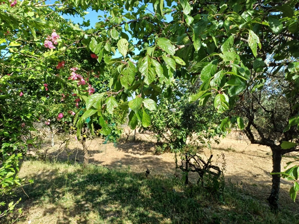 Quinta T0 para Venda em Figueiró da Serra e Freixo da Serra Foto 11