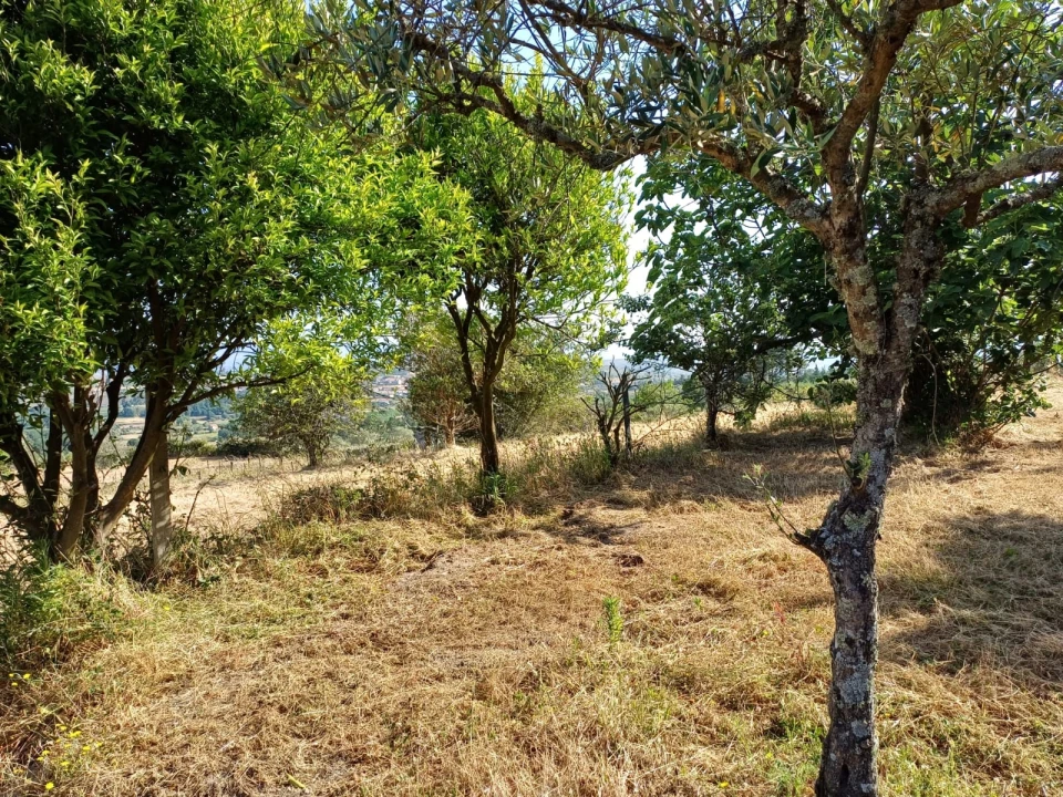 Quinta T0 para Venda em Figueiró da Serra e Freixo da Serra Foto 4