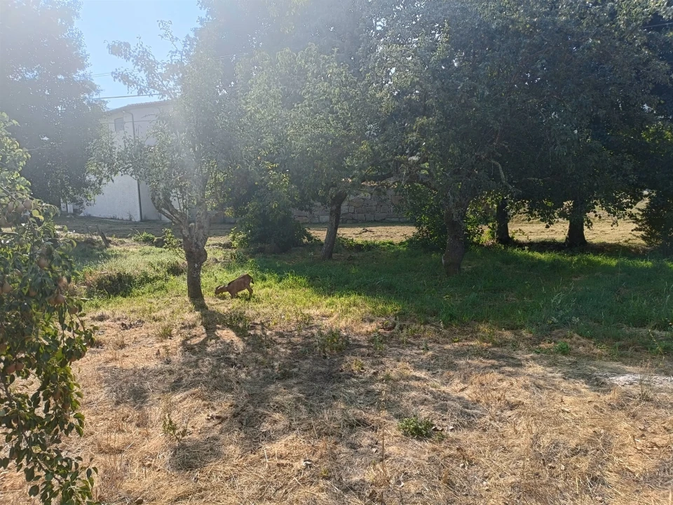 Terreno para Venda em Seia, São Romão e Lapa dos Dinheiros Foto 2