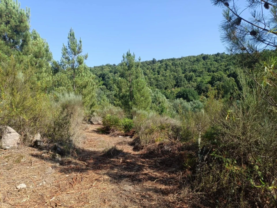Terreno Agricola ou Rústico para Venda em Algodres Foto 1