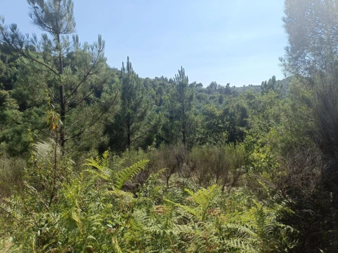 Terreno Agricola ou Rústico para Venda em Algodres Foto 5