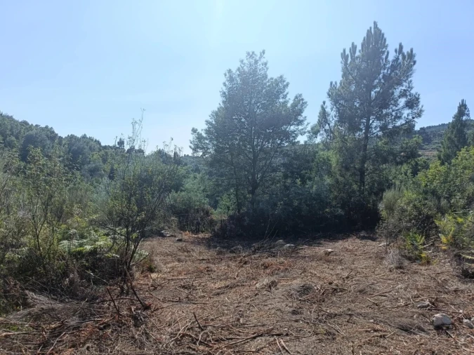 Terreno Agricola ou Rústico para Venda em Algodres Foto 6