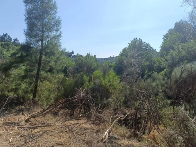 Terreno Agricola ou Rústico para Venda em Algodres Foto 3
