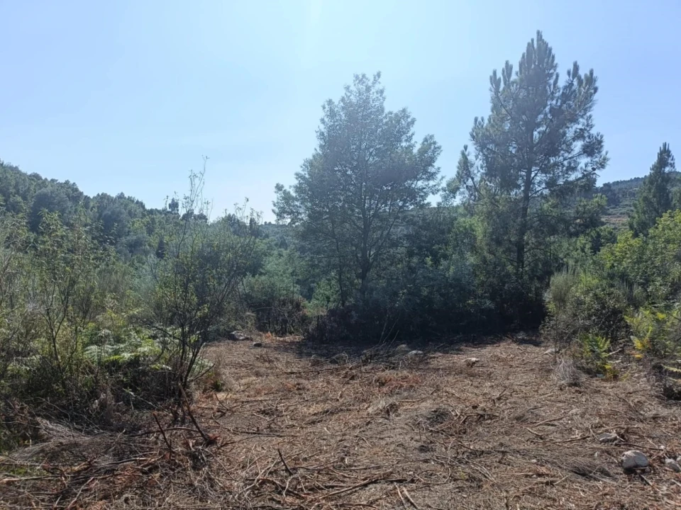 Terreno Agricola ou Rústico para Venda em Algodres Foto 6