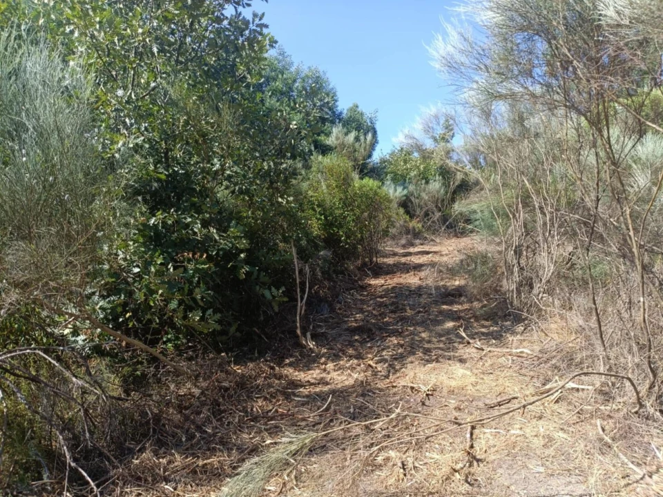 Terreno Agricola ou Rústico para Venda em Algodres Foto 4