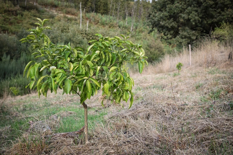 Quinta T2 para Venda em Linhares Foto 20