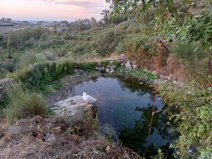 Quinta T2 para Venda em Linhares Foto 3