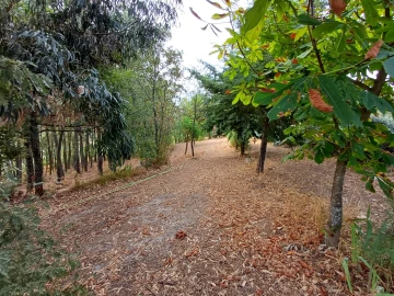 Quinta T5 para Venda em Figueiró da Serra e Freixo da Serra