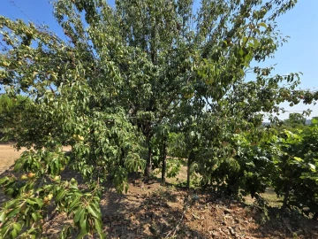 Quinta T0 para Venda em Sameice e Santa Eulália