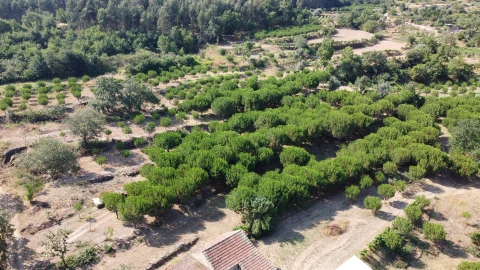 Quinta T0 para Venda em Sameice e Santa Eulália