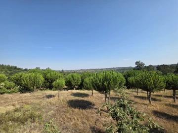 Quinta T0 para Venda em Sameice e Santa Eulália