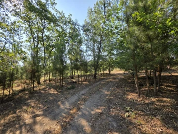 Quinta T0 para Venda em Sameice e Santa Eulália