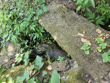 Quinta T0 para Venda em Sameice e Santa Eulália