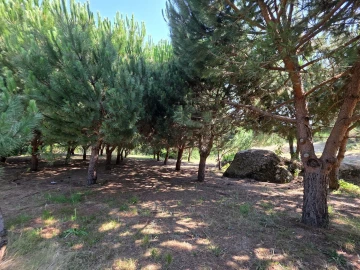 Quinta T0 para Venda em Sameice e Santa Eulália