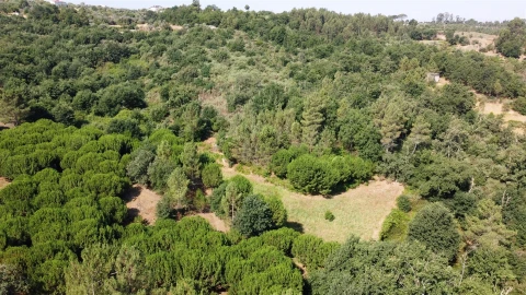 Quinta T0 para Venda em Sameice e Santa Eulália