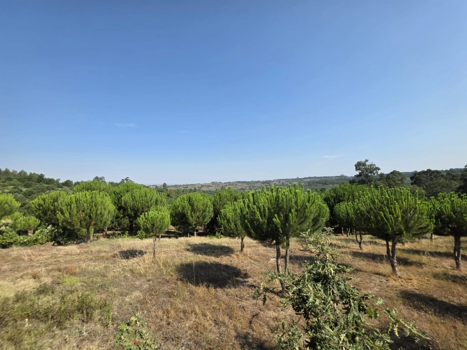 Quinta T0 para Venda em Sameice e Santa Eulália Foto 14