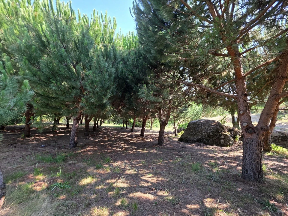 Quinta T0 para Venda em Sameice e Santa Eulália Foto 19