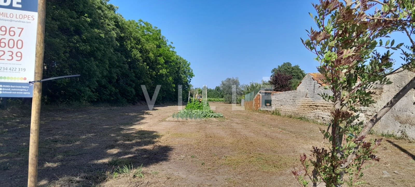 Terreno para Venda em Bustos, Troviscal e Mamarrosa Foto 4
