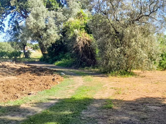 Terreno para Venda em Bustos, Troviscal e Mamarrosa Foto 12