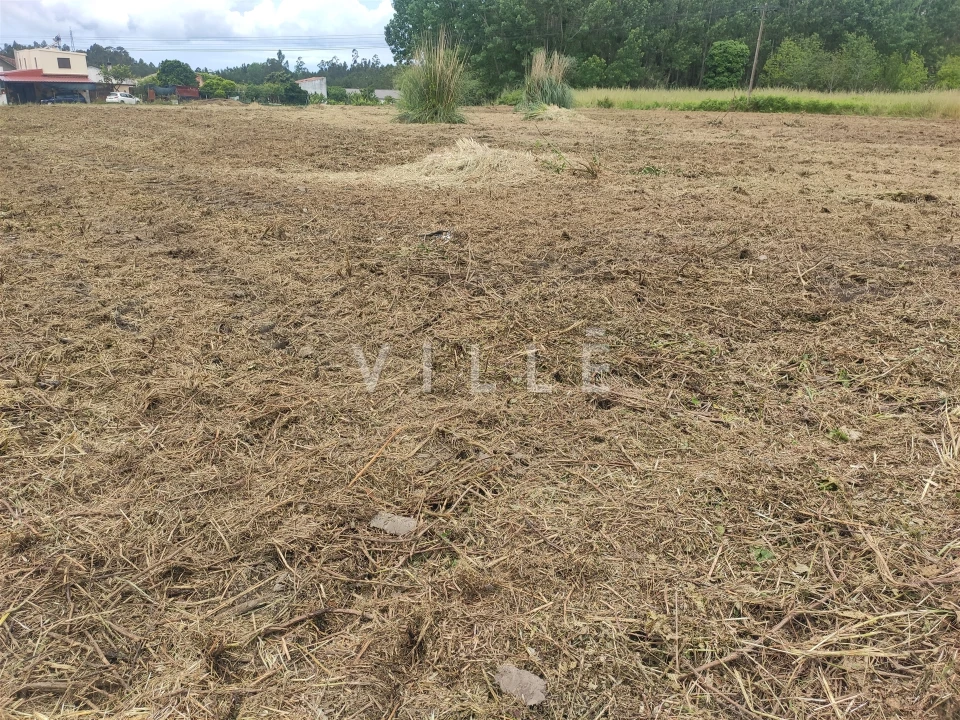 Terreno para Venda em Bustos, Troviscal e Mamarrosa Foto 3