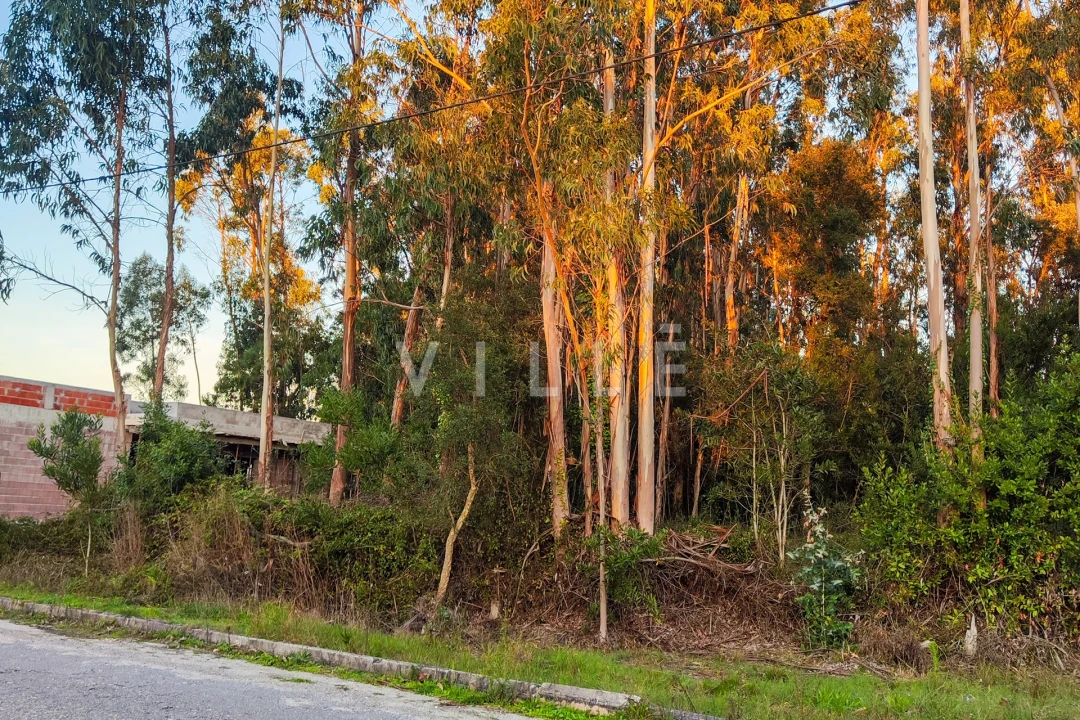 Terreno para Venda em Vagos e Santo António Foto 9