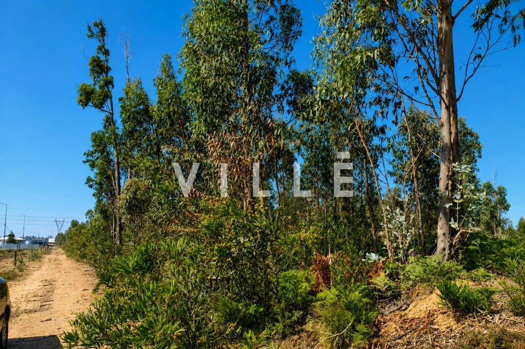 Terreno para Venda em Albergaria-A-Velha e Valmaior Foto 13
