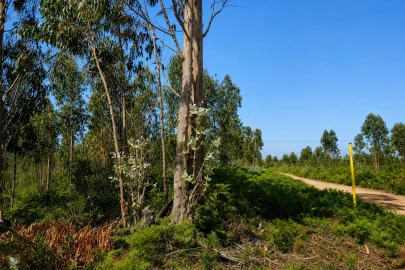 Terreno para Venda em Albergaria-A-Velha e Valmaior