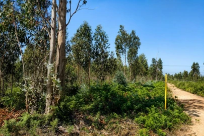 Terreno para Venda em Albergaria-A-Velha e Valmaior