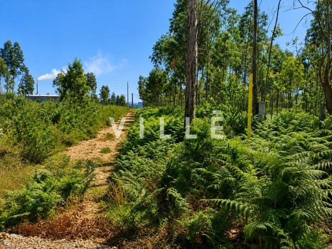 Terreno para Venda em Albergaria-A-Velha e Valmaior Foto 17