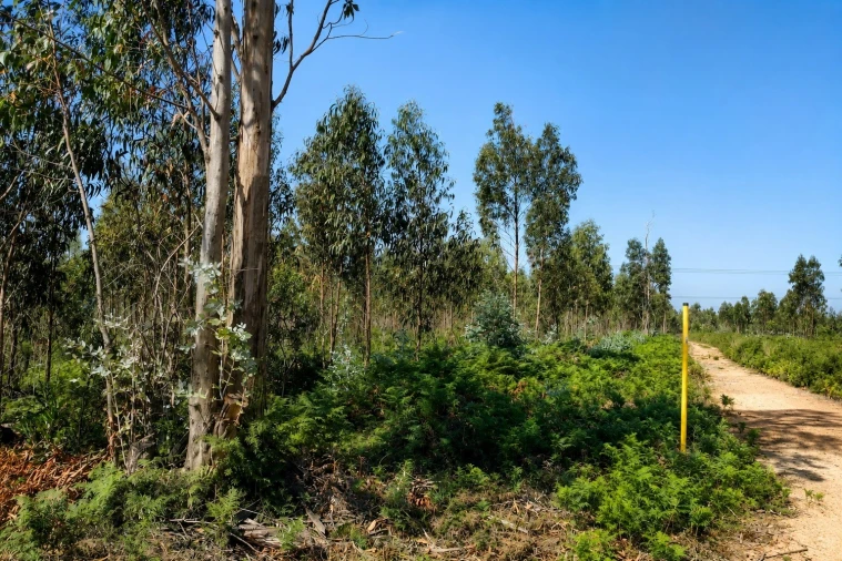 Terreno para Venda em Albergaria-A-Velha e Valmaior Foto 9