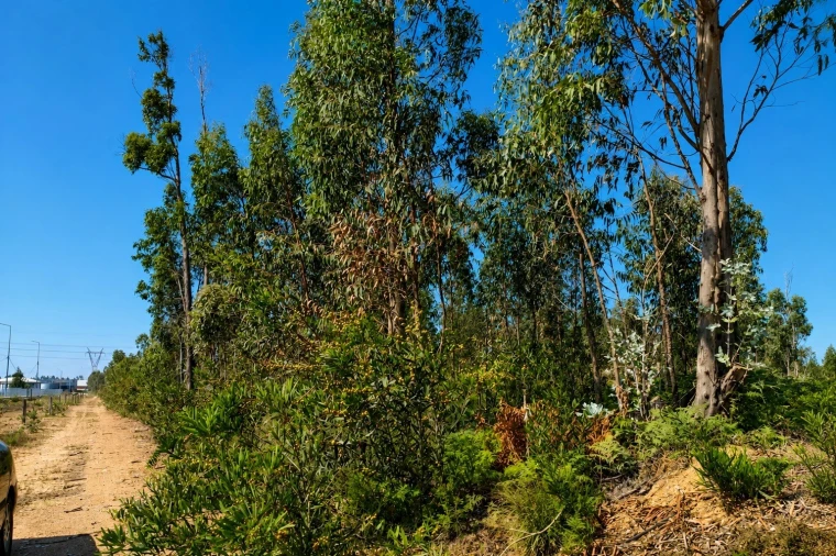 Terreno para Venda em Albergaria-A-Velha e Valmaior Foto 4