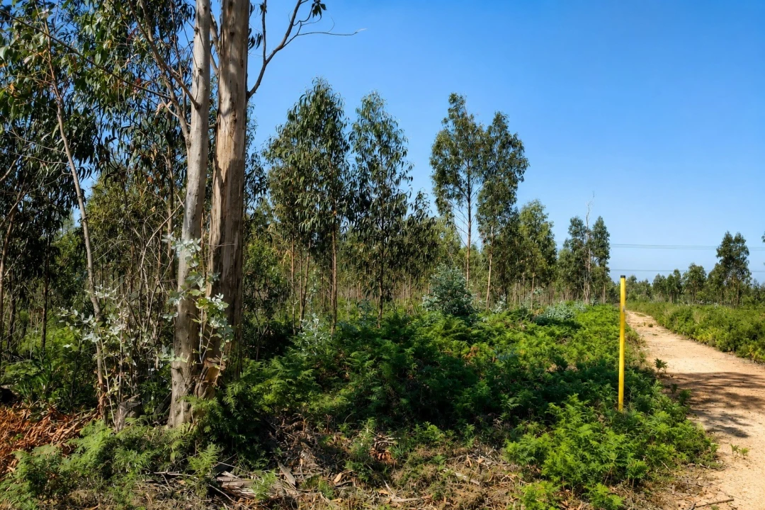 Terreno para Venda em Albergaria-A-Velha e Valmaior Foto 9
