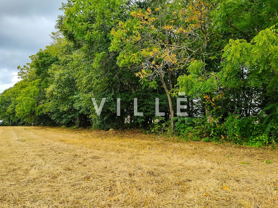Terreno para Venda em Bustos, Troviscal e Mamarrosa Foto 13