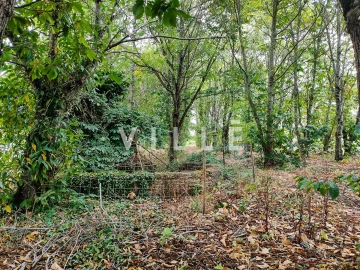 Terreno para Venda em Bustos, Troviscal e Mamarrosa